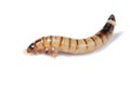 Superworm isolated Royalty Free Stock Photo