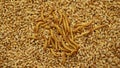 Mealworm larvae Tenebrio molitor pest worm larva white on grain wheat barley cereal, oats. Darkling beetle tight