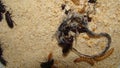 Mealworm ; life cycle of a mealworm Larva and Adult Meal worms eating lizard carcass . mealworm - superworm | larva Stages of t