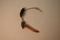 Mealworm ; life cycle of a mealworm Larva and Adult Meal worms eating lizard carcass . mealworm - superworm | larva Stages of t