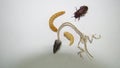 Mealworm ; life cycle of a mealworm Larva, Pupa and Adult Meal worms eating lizard carcass . mealworm - superworm | larva Stage