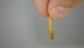 Mealworm - superworm | adult on the hand close up - Stages of the meal worm - the life cycle of a mealworm - mealworms , Royalty Free Stock Photo