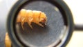 Mealworm - superworm | larva on white background close up - Stages of the meal worm  - the life cycle of a mealworm - mealworms  , Royalty Free Stock Photo