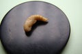 Mealworm - superworm | pupa - Stages of the meal worm - the life cycle of a mealworm - mealworms , meal worms , super worm , s