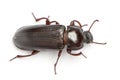 Mealworm, Tenebrio molitor, in front of white background