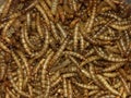 Mealworms Royalty Free Stock Photo