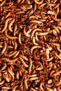 Mealworms