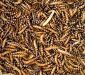 Mealworms Royalty Free Stock Photo