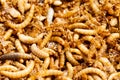 Mealworms