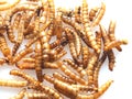 Dried Mealworms the new super human food on white background Royalty Free Stock Photo