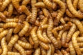 Mealworms Royalty Free Stock Photo