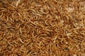 Mealworms