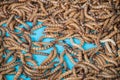 Mealworm larvae for feeding pets.ex.birds ,fish,repptiles