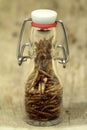 Mealworms, pur proteine in the bottle Royalty Free Stock Photo