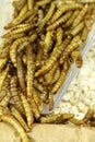 Mealworms, pur proteine in grain bag