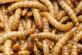 Mealworms , Tenebrio Molitor Royalty Free Stock Photo