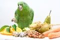 Mealy Amazon parrot eating on white Royalty Free Stock Photo