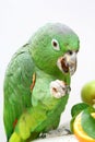 Mealy Amazon parrot eating on white Royalty Free Stock Photo