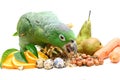 Mealy Amazon parrot eating on white Royalty Free Stock Photo