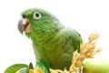 Mealy Amazon parrot eating on white Royalty Free Stock Photo