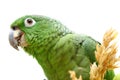 Mealy Amazon parrot eating on white Royalty Free Stock Photo