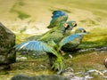 the Mealy Amazons, Amazona farinosa guatemalae, bathe en masse in a small pool Royalty Free Stock Photo