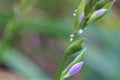 Mealy bug on hosta stalk with buds