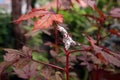 Mealy bug infest to plant, sucking insect