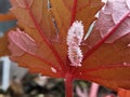 Mealy bug infest on young leaf and shoot