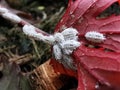 Mealy bug infest on young leaf and shoot