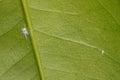 Mealy bugs on a calamandin leaf. Female adult and nymph. Royalty Free Stock Photo