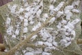 Mealy bugs on leaves. Royalty Free Stock Photo