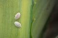 Mealy bugs on plant leaf. Royalty Free Stock Photo