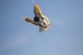 Mealy feather homing pigeon flying against clear blue sky