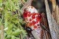 The Mealy Tooth Hydnellum ferrugineum is an inedible mushroom