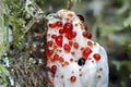 The Mealy Tooth Hydnellum ferrugineum is an inedible mushroom