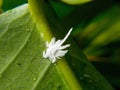 a Mealybug. Aphids on a green leaf. close up , macro Royalty Free Stock Photo
