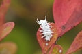 Mealybug mealy bug bugs on leaves Royalty Free Stock Photo