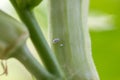 Mealybug infestation growth of plant. Macro of mealybug. Mealybugs on the okra plant. Royalty Free Stock Photo