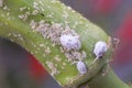 Mealybug infestation growth of plant. Macro of mealybug. Mealybugs on the okra plant. Royalty Free Stock Photo