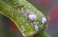 Mealybug infestation growth of plant. Macro of mealybug. Mealybugs on the okra plant. Royalty Free Stock Photo
