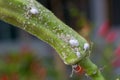 Mealybug infestation growth of plant. Macro of mealybug. Mealybugs on the okra plant. Royalty Free Stock Photo