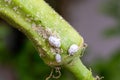 Mealybug infestation growth of plant. Macro of mealybug. Mealybugs on the okra plant. Royalty Free Stock Photo