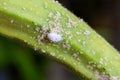 Mealybug infestation growth of plant. Macro of mealybug. Mealybugs on the okra plant. Royalty Free Stock Photo