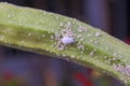 Mealybug infestation growth of plant. Macro of mealybug. Mealybugs on the okra plant. Royalty Free Stock Photo