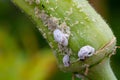 Mealybug infestation growth of plant. Macro of mealybug. Mealybugs on the okra plant. Royalty Free Stock Photo