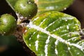 Mealybug on leaf figs. Plant aphid insect infestation