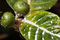 Mealybug on leaf figs. Plant aphid insect infestation