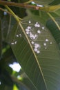 Mealybug on leaf figs. Plant aphid insect infestation Ficus elastica