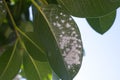 Mealybug on leaf figs. Plant aphid insect infestation Ficus elastica Royalty Free Stock Photo